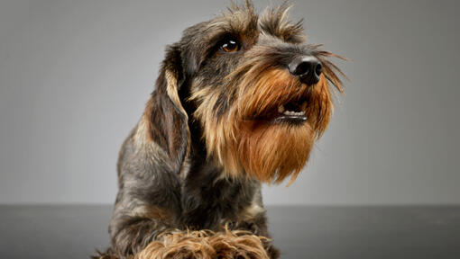 Wire haired clearance dachshund